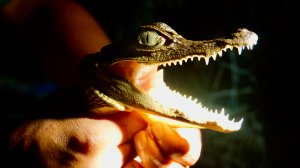 141. Джунгли Амазонки, Бразилия