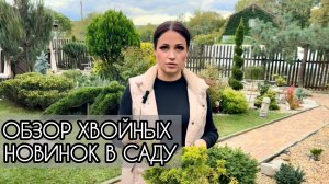 Обзор хвойных новинок в саду