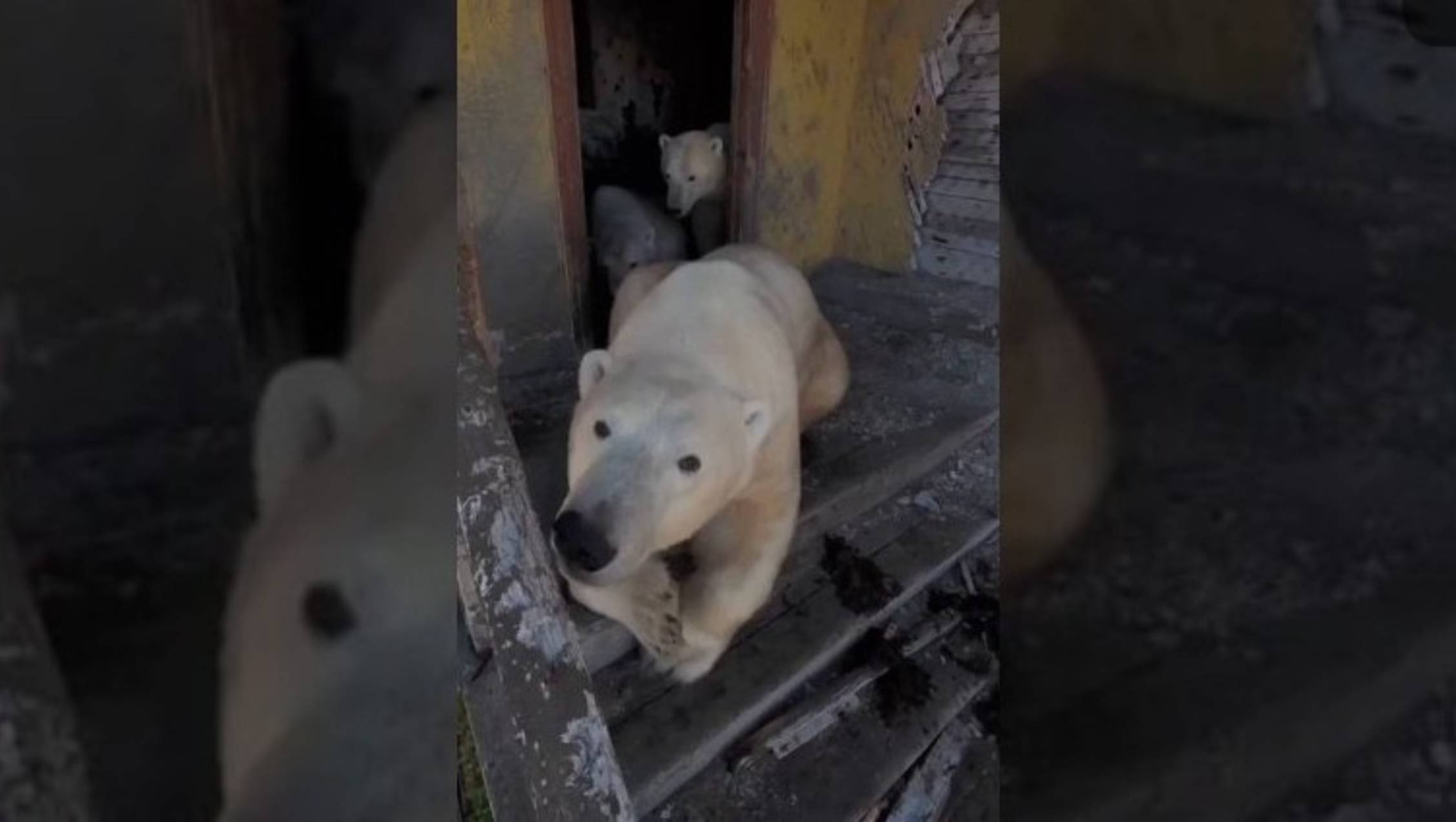 💥 Видосики