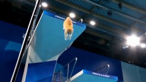 Des chatons plongeurs pro ! 😹🏊 #chatdrôle