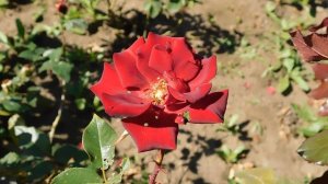 22==09==2025  ПВН  КМР   (274)