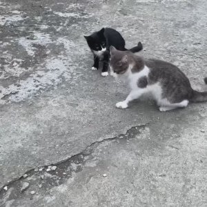 На Кавказе даже кошки занимаются борьбой