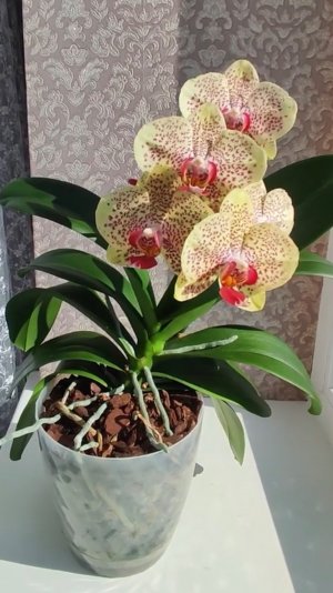 Результат формирования цветоносов по моему методу 🌺