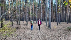 сосновый лес