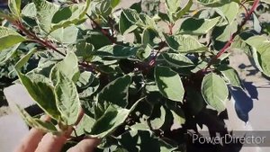 обзор сада в конце первого года создания / релакс в саду / сумасшедшая такса