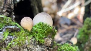 Прогулка по лесу с отличным настроением в поисках грибов.