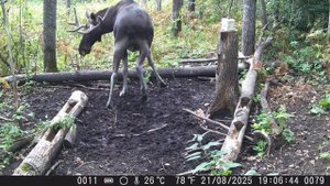 Что происходило на забытом солонце. Фотоловушка два месяца снимала без перерыва.