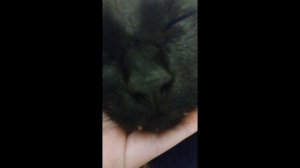 petal_20250928_213434.mp4