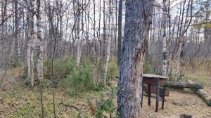 Тундра осеняя , город Новый Уренгой год 2025