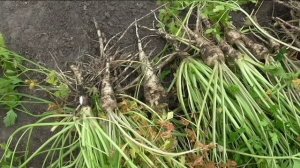 Урожайность корневой петрушки