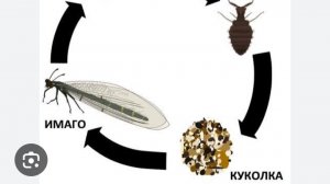 мой лев львумба часть 3