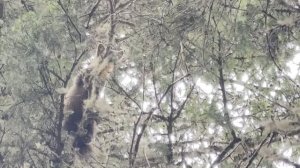 Умка,работа по кунице