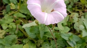 ОСЕННИЕ СНЫ