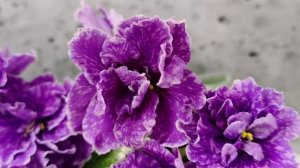 Фиалка SV-Космические Ежи