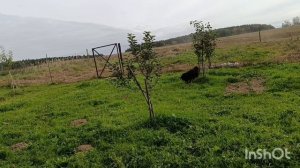 Полтора дня дачных забот, 27-28 сентября