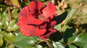 22==09==2025  ПВН  КМР   (251)