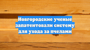Новгородские ученые запатентовали систему для ухода за пчелами