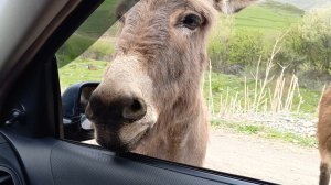 Ослики - попрошайки