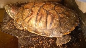 красноухая черепашка 🐢 28-09-2025