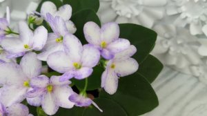 Фиалка трейлер Белый Клоун (спорт от сорта ГЕА-Весёлый Клоун)