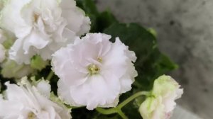 Фиалка МТ-Кокилье