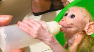 Обезьянка одна была Заманили купаться молоком из соски ДОБРАЯ комедия