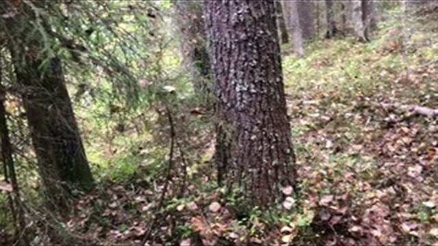Заключительный поход в лес (2025 год). Поехали...