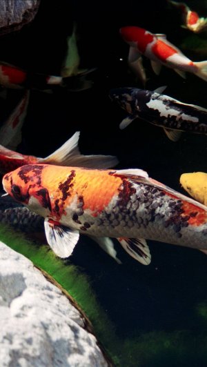 An Ultra Portable Pocket-Sized 2-in-1 Laptop That Actually Performs!