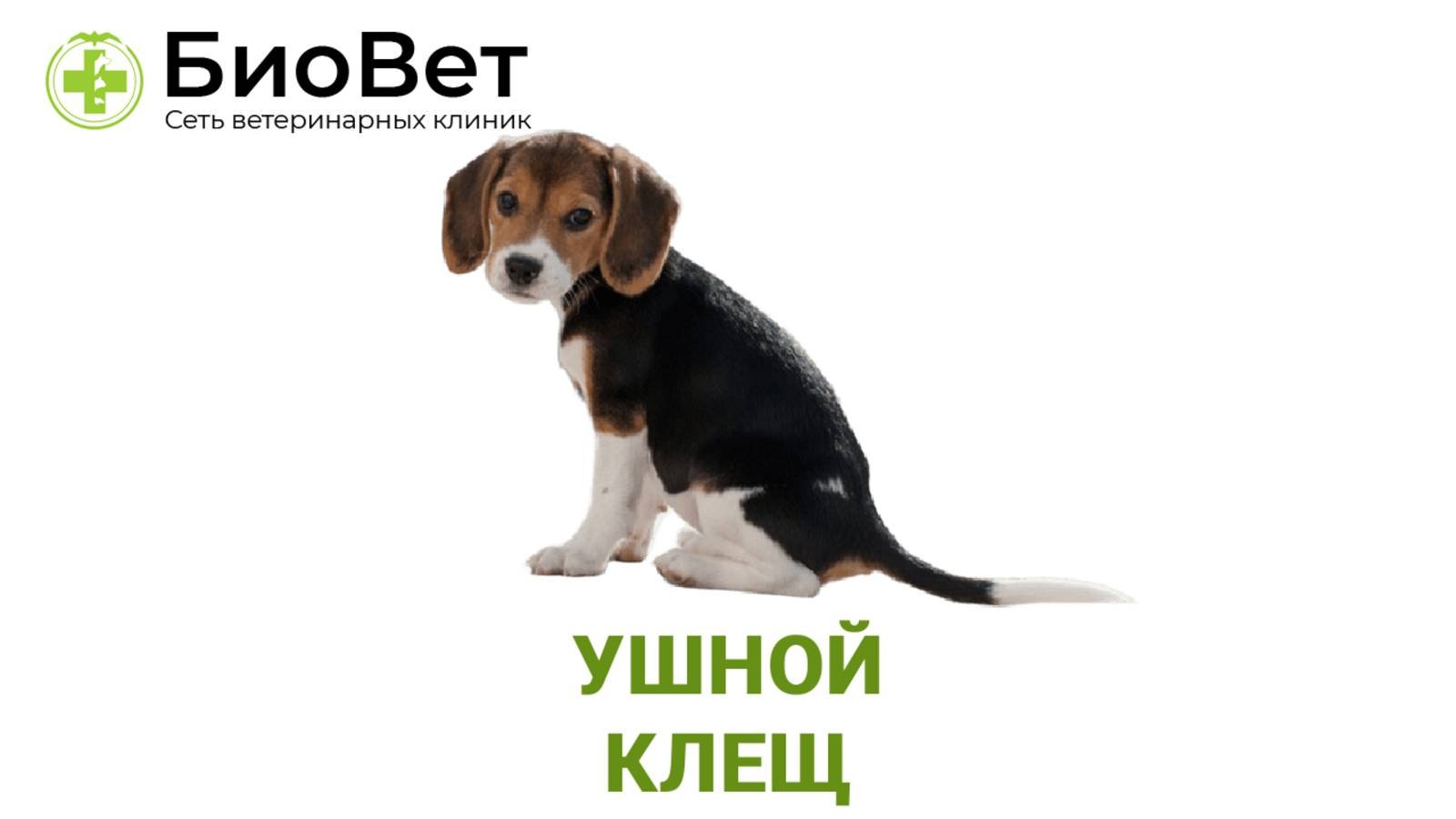 Ушной клещ