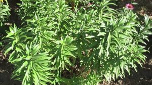 Что делать с лилиями в августе после цветения