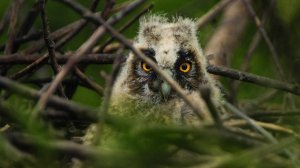 ПТИЦЫ СИБИРИ