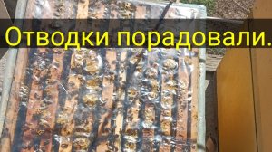 Отводки порадовали, количеством пчелы.