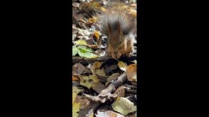 Балатовскöй парк