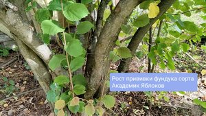 Рост апрельской прививки фундука Академик Яблоков на лещине