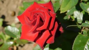 22==09==2025  ПВН  КМР   (279)