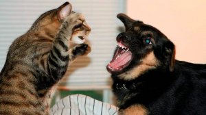 ПРИКОЛЫ С ЖИВОТНЫМИ ДО СЛЕЗ #221 Смешные КОТЫ И СОБАКИ  Приколы