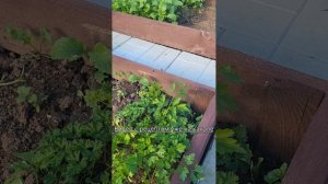 Осень на даче//ягоды-витамины//земляники море