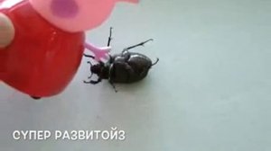 Свинка Пеппа Мультик с игрушками Сборник Все серии подряд Жук Стрекоза Паук Кузнечик Peppa Pig #Пепп