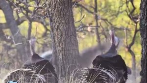 Дикая североамериканская Инде́йка Meleagris gallopavo