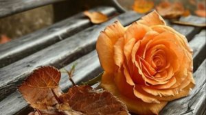 Пожелание доброго вечера бесплатно