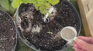 Удобряю сад осенними удобрениями.