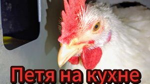 Бройлеры выросли🤯🐓🐔перепелята ещё нет😂😁