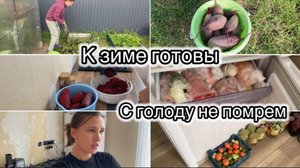 ВЫКОПАЛА СВЕКЛУ И ЗАГОТОВИЛА ЕЕ НА ЗИМУ// ПОЛНЫЕ МОРОЗИЛКИ// НЕ ВКУСНЫЕ ОГУРЦЫ
