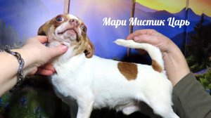 Провожаем в НОВЫЙ дом Шон Шарман 28/09/25 #купитьчихуахуапродаю +79215950848