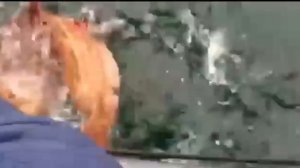 распространите видео.
поймали на р.Обь