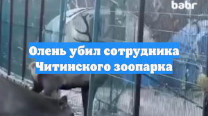 Олень убил сотрудника Читинского зоопарка