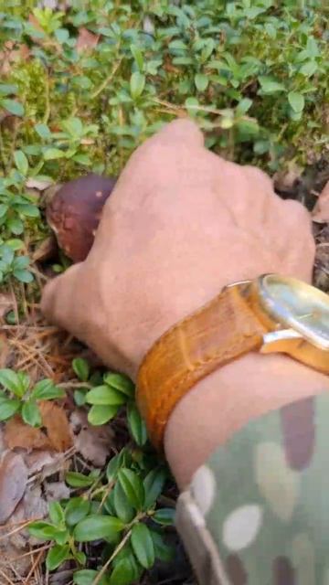 пошли осенние БЕЛЫЕ ГРИБЫ, Смотреть всем. ОНИ КАК БОЧОНКИ. Шок смотреть онлайн