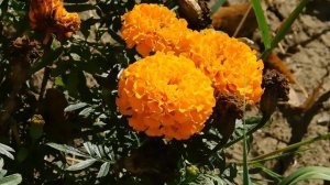 22==09==2025  ПВН  КМР   (284)