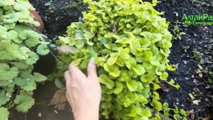 Осень в моем палисаднике: яркие краски среди зелени