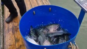 Второе зарыбление!